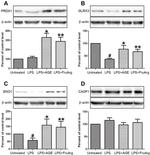 PRDX1 Antibody in Western Blot (WB)