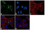 PRDX4 Antibody in Immunocytochemistry (ICC/IF)