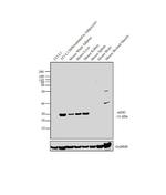 mDIC Antibody