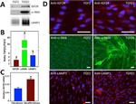 IGF2R Antibody in Western Blot (WB)