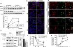 Rab4 Antibody in Western Blot, Immunocytochemistry (WB, ICC/IF)