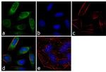 Rab4 Antibody in Immunocytochemistry (ICC/IF)