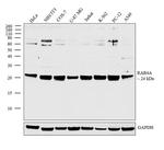 Rab4 Antibody in Western Blot (WB)