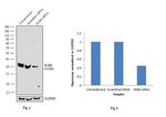 Rab4 Antibody in Western Blot (WB)