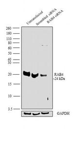 Rab4 Antibody in Western Blot (WB)