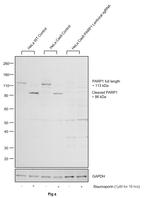 PARP1 Antibody