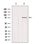 LGALS3BP Antibody in Western Blot (WB)