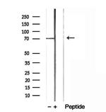 LGALS3BP Antibody in Western Blot (WB)