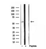 SKAP2 Antibody in Western Blot (WB)