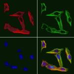 SQRDL Antibody in Immunocytochemistry (ICC/IF)