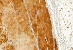 SQRDL Antibody in Immunohistochemistry (Paraffin) (IHC (P))