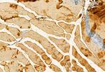 SQRDL Antibody in Immunohistochemistry (Paraffin) (IHC (P))