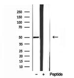 SQRDL Antibody in Western Blot (WB)