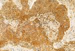 AdoHcyase 2 Antibody in Immunohistochemistry (Paraffin) (IHC (P))