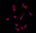 GOLPH3 Antibody in Immunocytochemistry (ICC/IF)