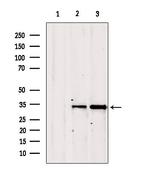 GOLPH3 Antibody in Western Blot (WB)