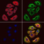 HMGCS1 Antibody in Immunocytochemistry (ICC/IF)