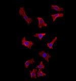 HMGCS1 Antibody in Immunocytochemistry (ICC/IF)