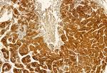 HMGCS1 Antibody in Immunohistochemistry (Paraffin) (IHC (P))