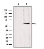 HMGCS1 Antibody in Western Blot (WB)