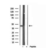 SPOP Antibody in Western Blot (WB)