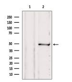 SUCLA2 Antibody in Western Blot (WB)