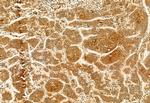 KMO Antibody in Immunohistochemistry (Paraffin) (IHC (P))