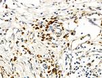 MPV17 Antibody in Immunohistochemistry (Paraffin) (IHC (P))