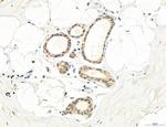 MPV17 Antibody in Immunohistochemistry (Paraffin) (IHC (P))