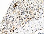 MPV17 Antibody in Immunohistochemistry (Paraffin) (IHC (P))