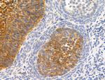 MPV17 Antibody in Immunohistochemistry (Paraffin) (IHC (P))