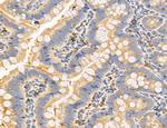 MPV17 Antibody in Immunohistochemistry (Paraffin) (IHC (P))