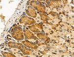 MPV17 Antibody in Immunohistochemistry (Paraffin) (IHC (P))