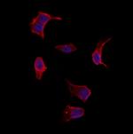 MYH7 Antibody in Immunocytochemistry (ICC/IF)