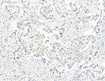 NEU4 Antibody in Immunohistochemistry (Paraffin) (IHC (P))