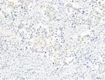 NLRX1 Antibody in Immunohistochemistry (Paraffin) (IHC (P))