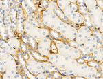 NLRX1 Antibody in Immunohistochemistry (Paraffin) (IHC (P))