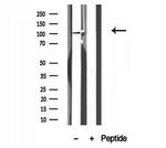 NLRX1 Antibody in Western Blot (WB)