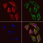 PSAT1 Antibody in Immunocytochemistry (ICC/IF)