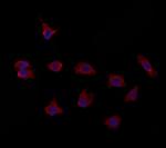 PTPRU Antibody in Immunocytochemistry (ICC/IF)