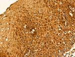 TELO2 Antibody in Immunohistochemistry (Paraffin) (IHC (P))