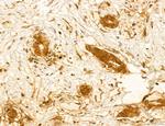 TELO2 Antibody in Immunohistochemistry (Paraffin) (IHC (P))