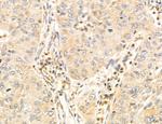 TELO2 Antibody in Immunohistochemistry (Paraffin) (IHC (P))