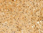 TELO2 Antibody in Immunohistochemistry (Paraffin) (IHC (P))