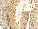 TELO2 Antibody in Immunohistochemistry (Paraffin) (IHC (P))