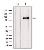 TELO2 Antibody in Western Blot (WB)