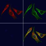 UGT2B7 Antibody in Immunocytochemistry (ICC/IF)