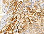 UGT2B7 Antibody in Immunohistochemistry (Paraffin) (IHC (P))