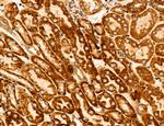 UGT2B7 Antibody in Immunohistochemistry (Paraffin) (IHC (P))