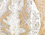 UGT2B7 Antibody in Immunohistochemistry (Paraffin) (IHC (P))